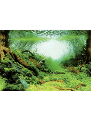 SuperFish - SuperFish Deco Poster C