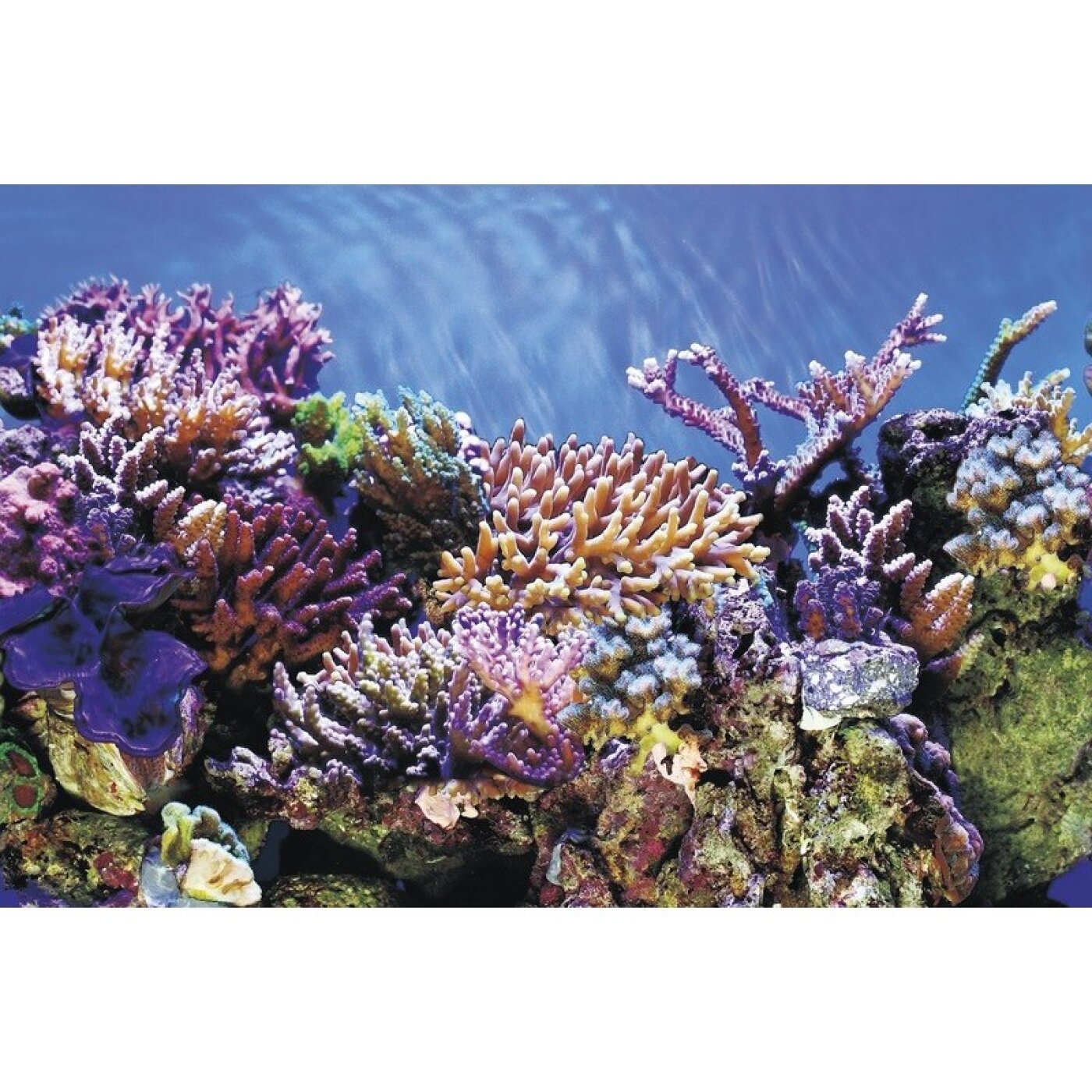 SuperFish - SuperFish Deco Poster A
