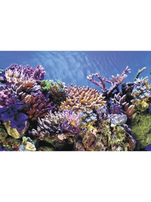 SuperFish - SuperFish Deco Poster A