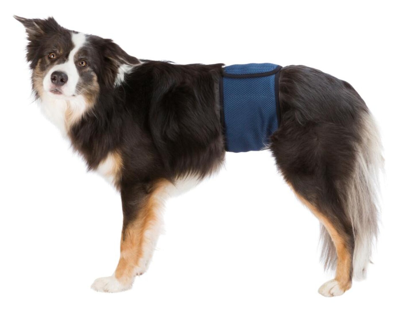Trixie - hund - Trixie Hanhunde bind