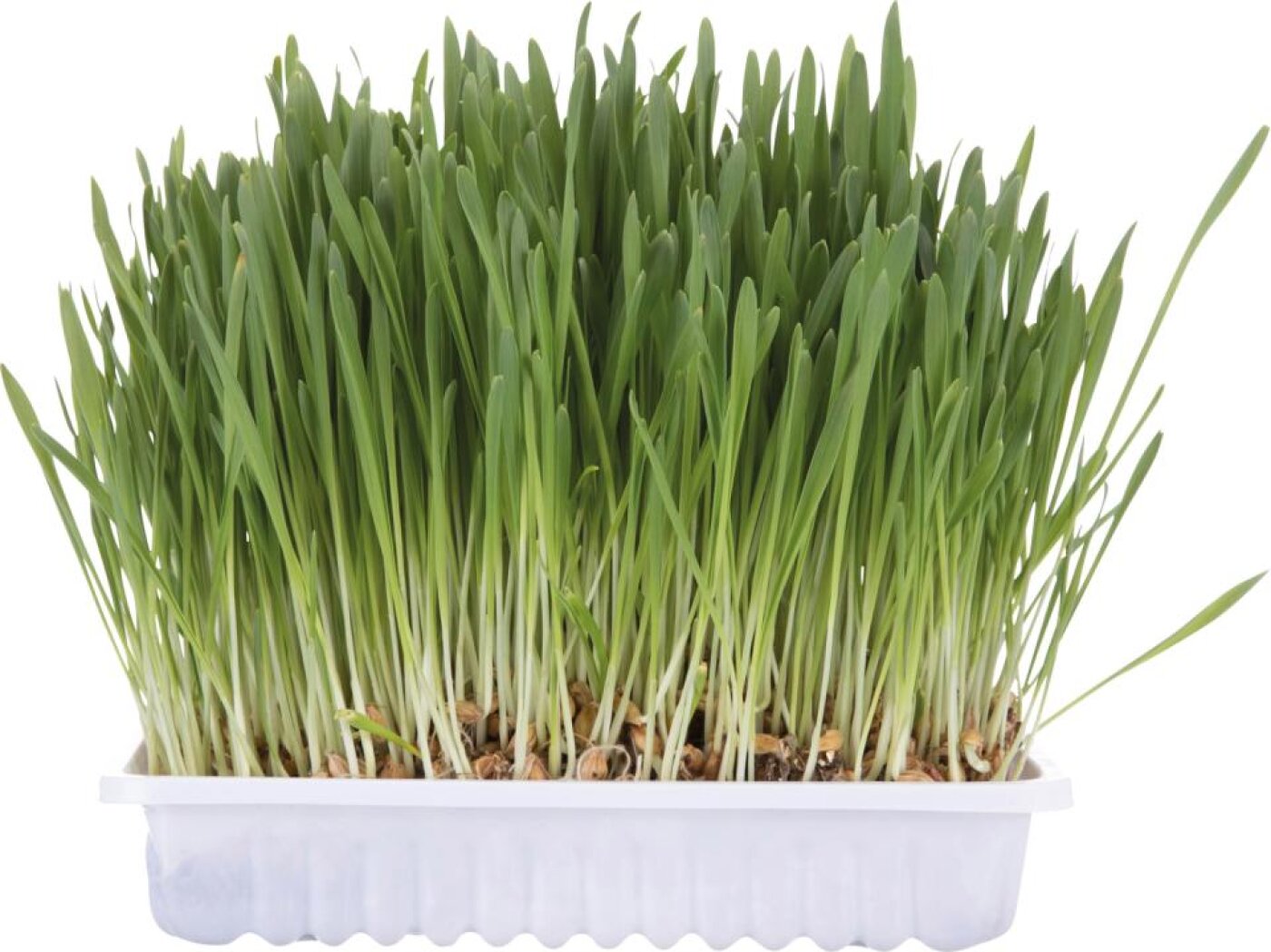 Trixie-kat - Trixie Kattegræs 100g