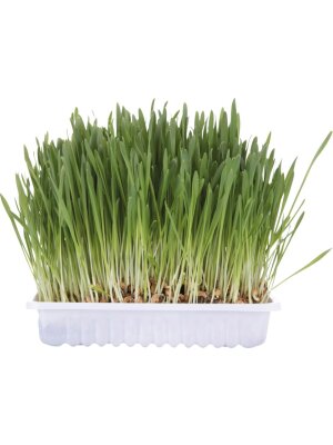 Trixie-kat - Trixie Kattegræs 100g