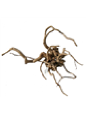 Pet-time - Akudim Desert Root
