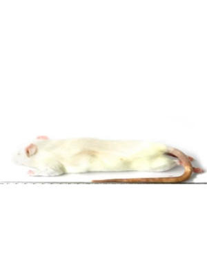 MD ApS - Dybfrosne Rotter 5stk