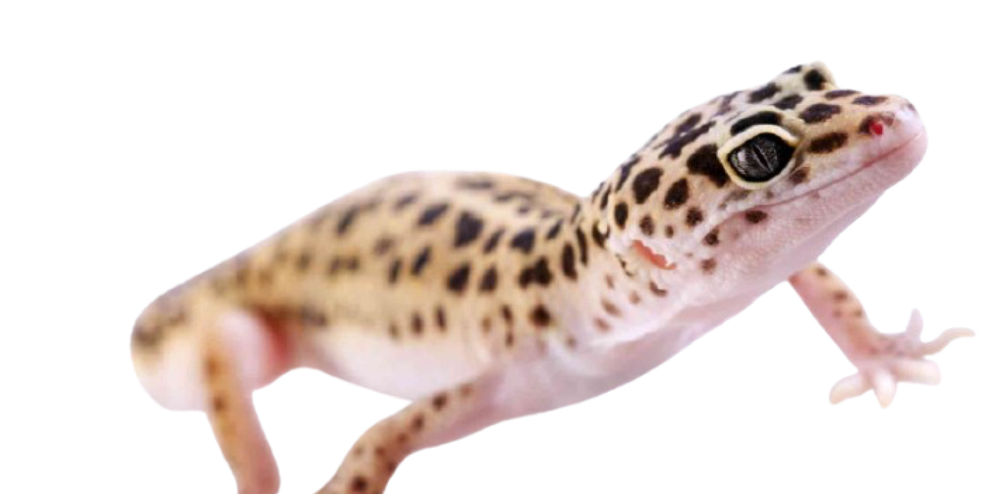 Leopard Gekko