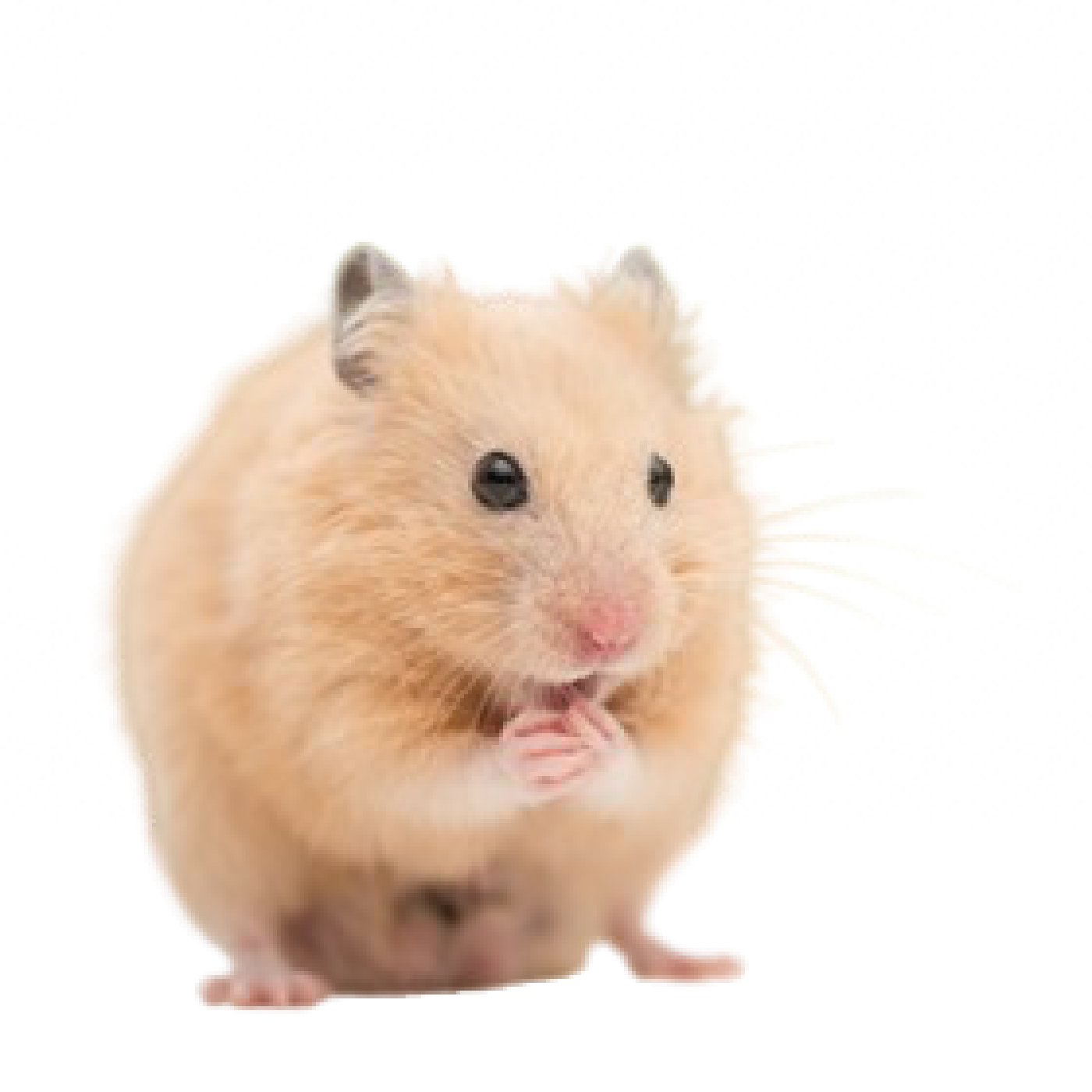 Guldhamster