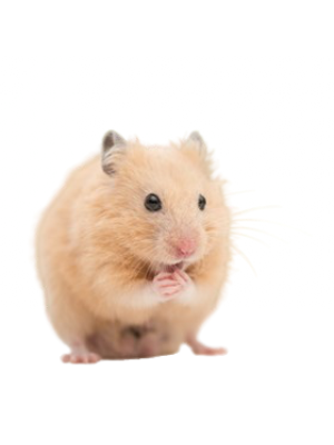 Guldhamster