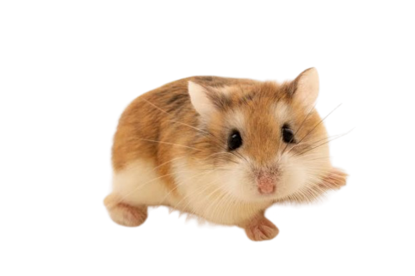 Dværghamster