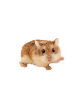 Dværghamster