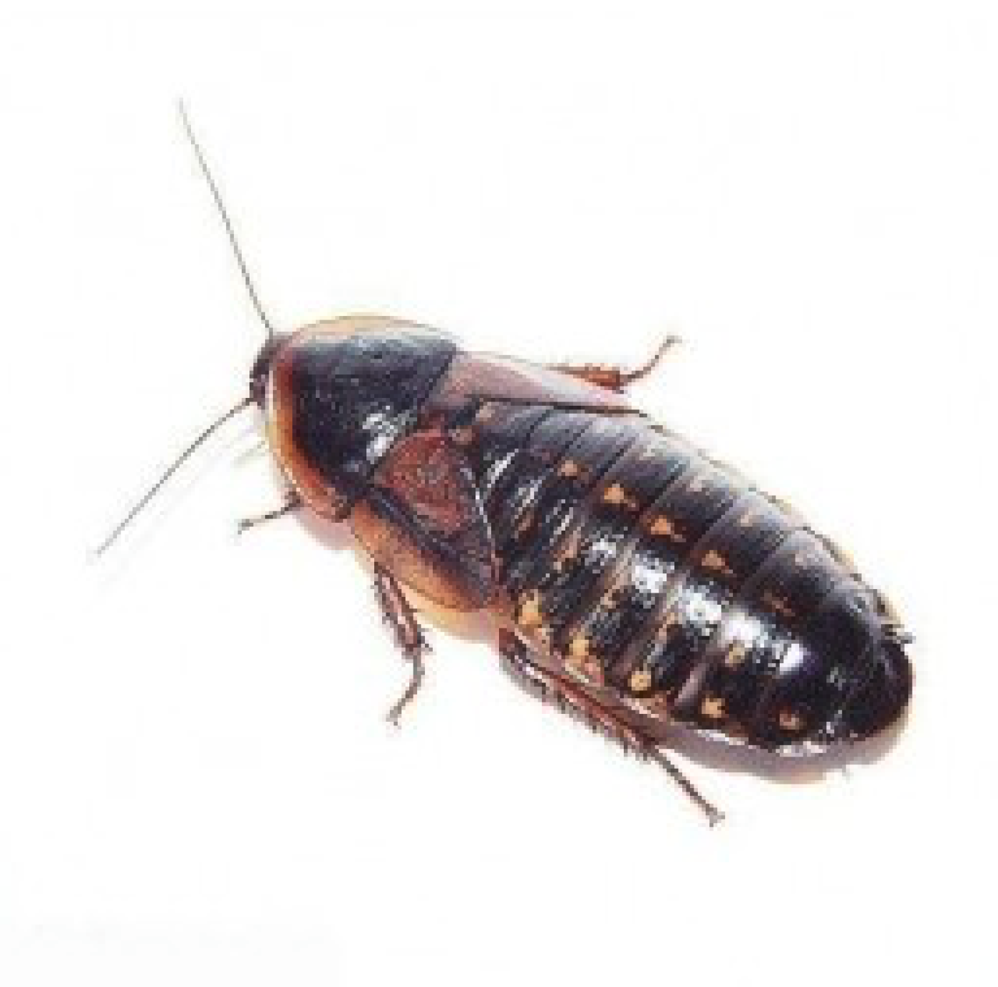 Dubia kakerlakker