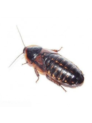 Dubia kakerlakker