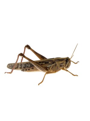 Græshopper