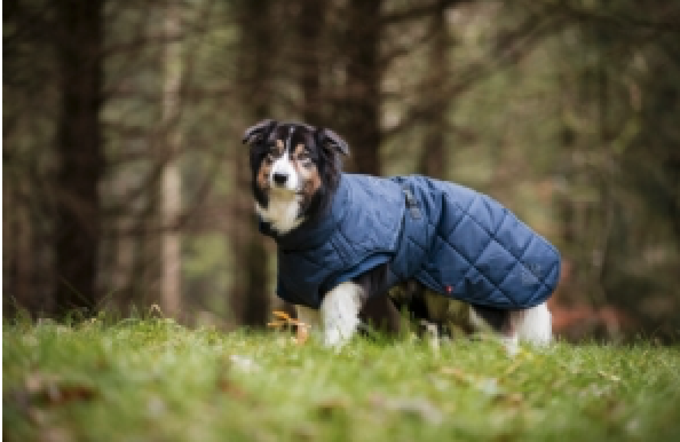 Eldorado - Catago Fir-Tech Trainer Hundedækken