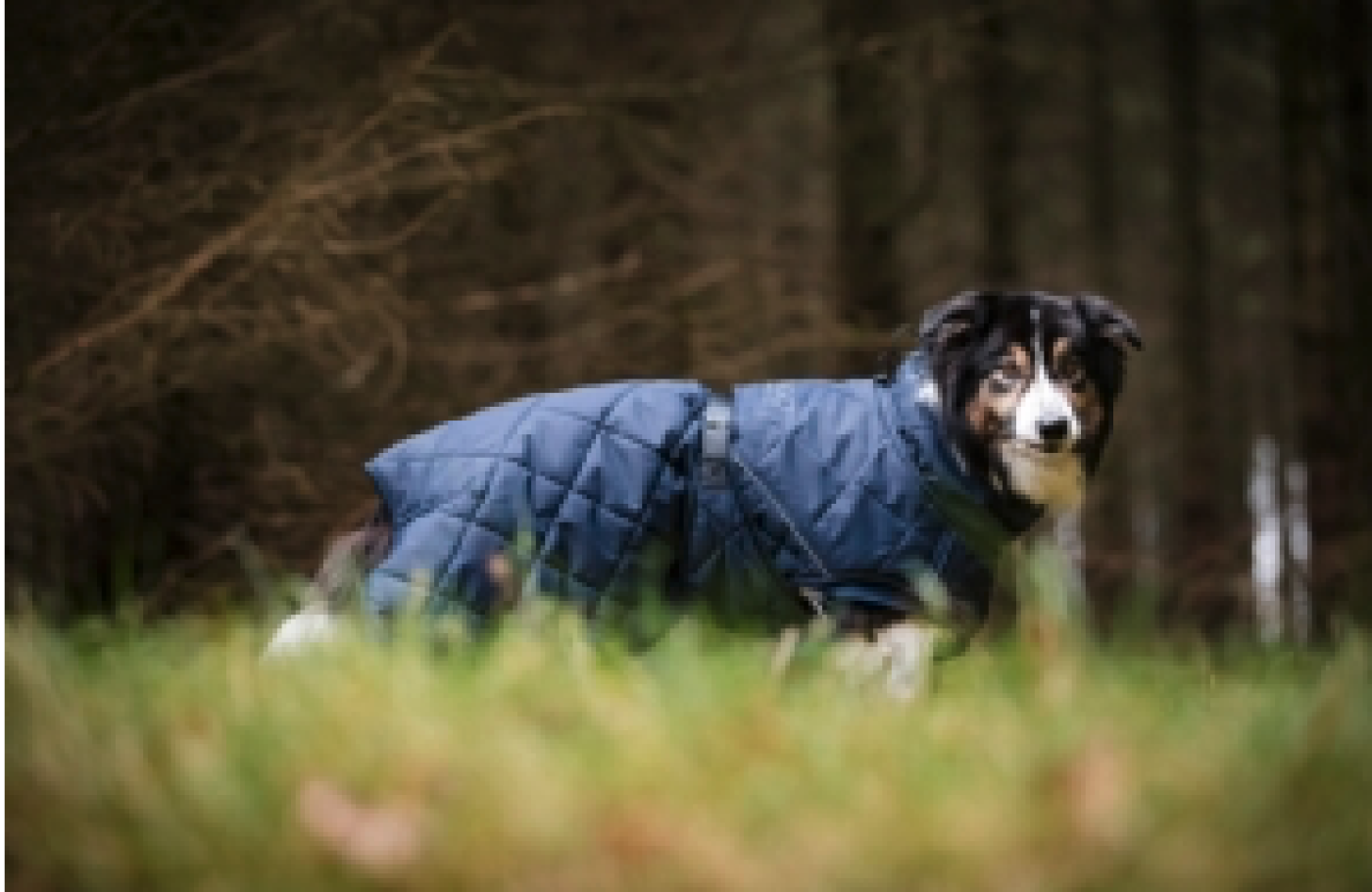 Eldorado - Catago Fir-Tech Trainer Hundedækken