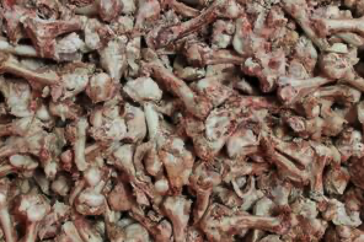 Kragborg - Kragborg BARF Kødfulde Lammeben 1kg