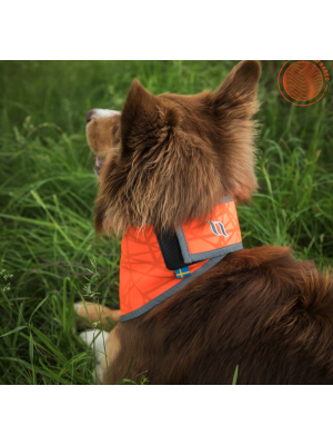 Back on Track - Draco Reflexbandana