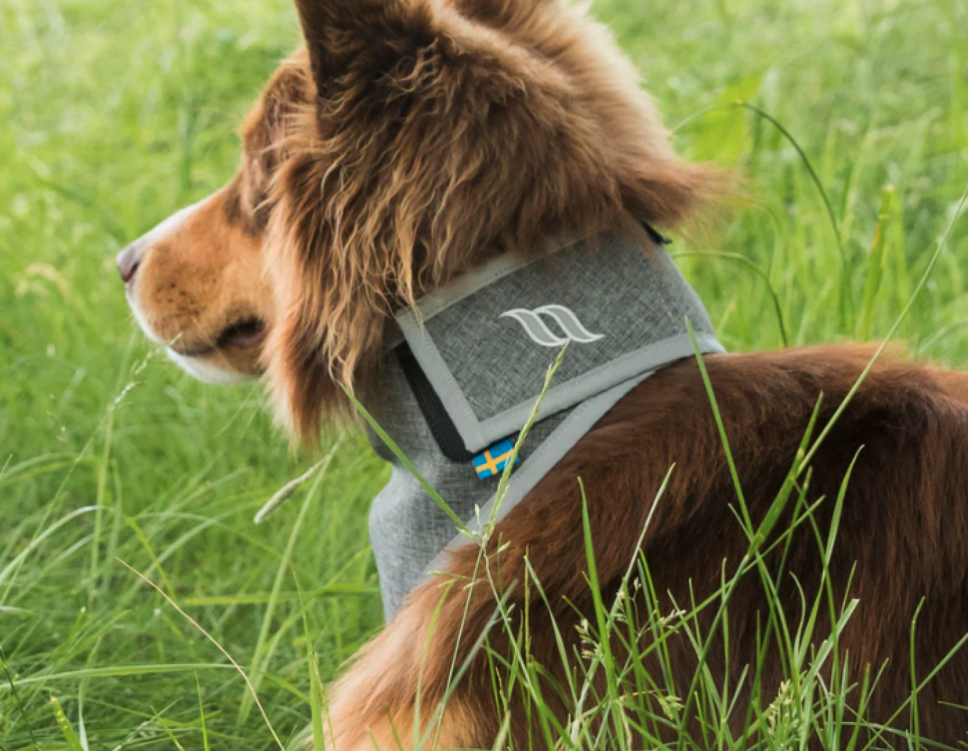 Back on Track - Draco Reflexbandana