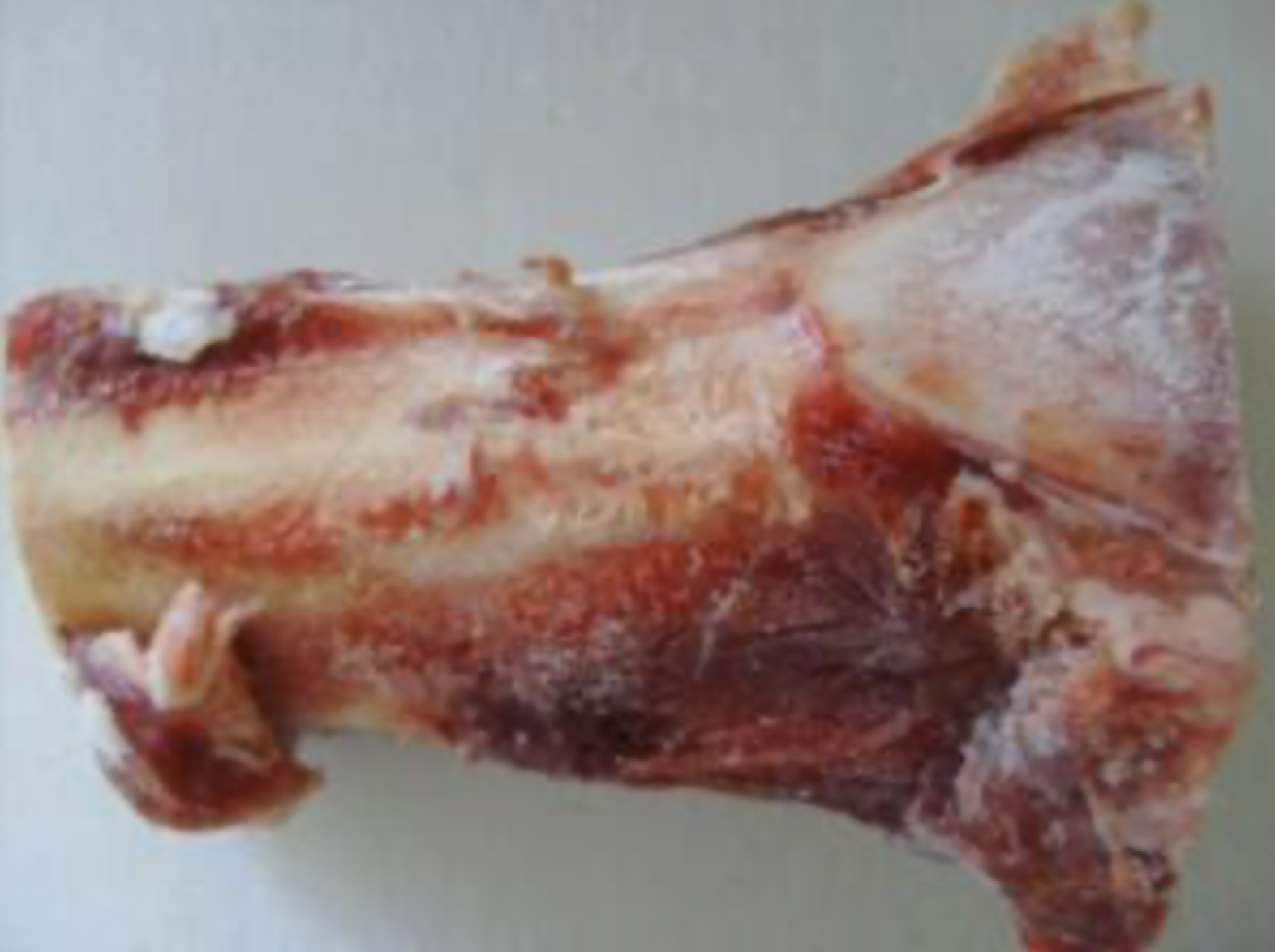 Kragborg - Frosne Marvben 