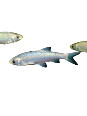 Græskarpe 8-11 cm.