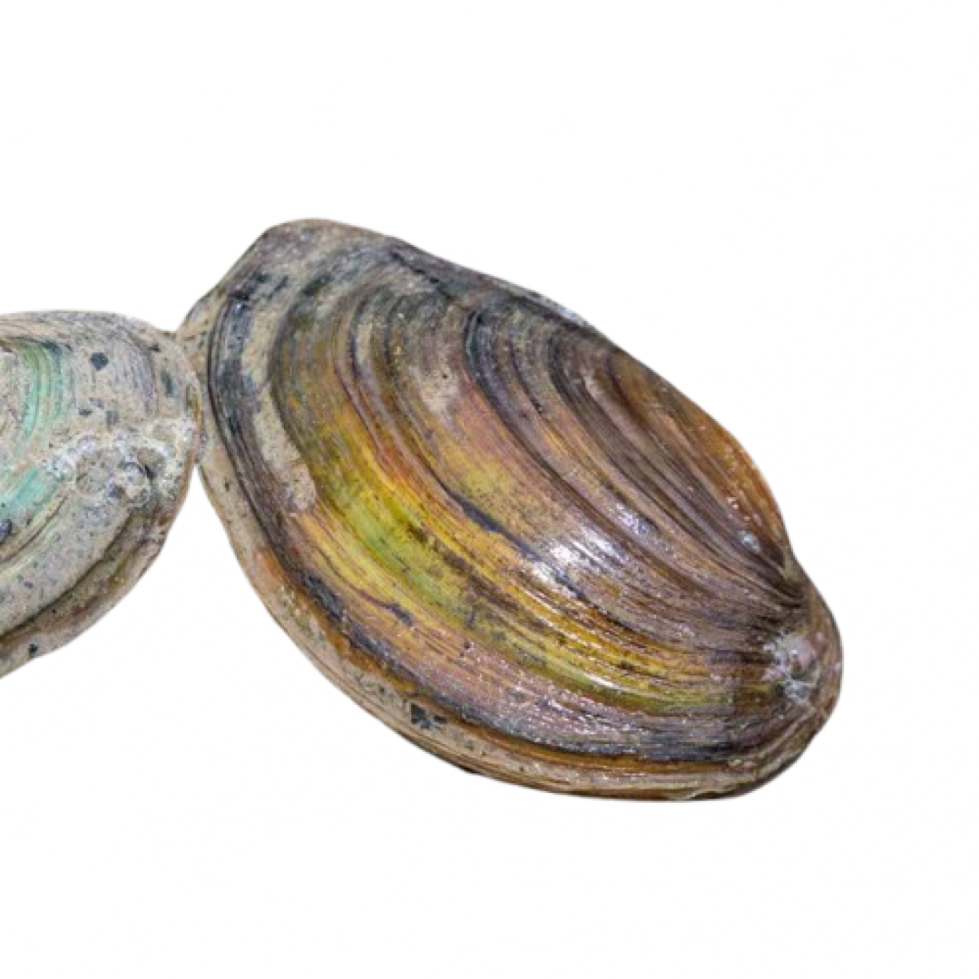 Musling 7-10 cm.