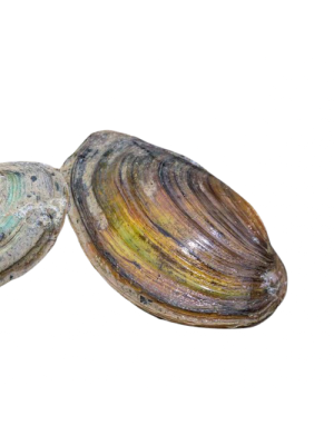 Musling 7-10 cm.