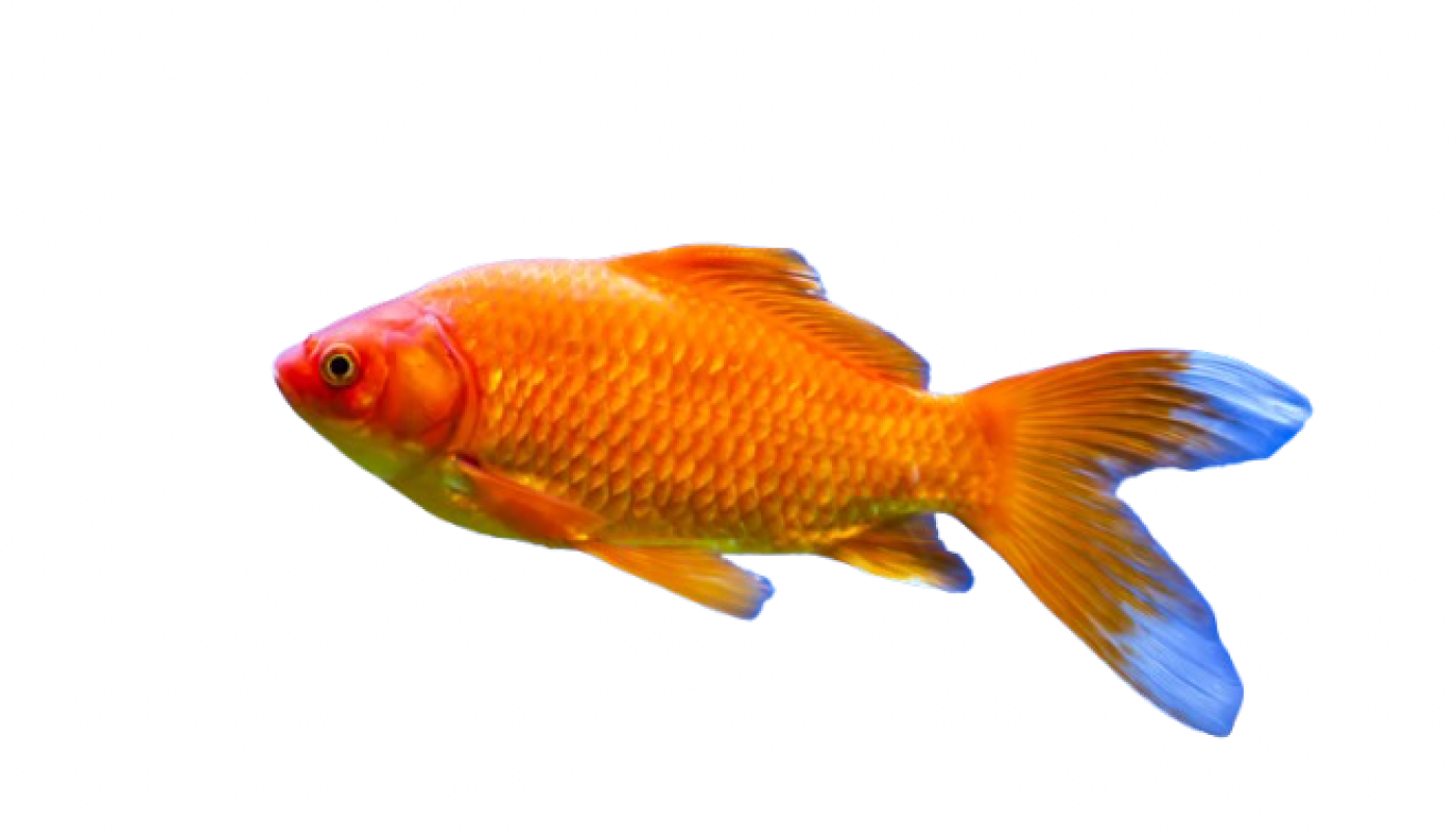 Guldfisk 6-9 cm.