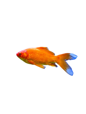 Guldfisk 6-9 cm.