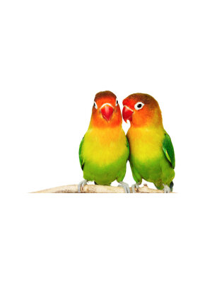 Dværgpapegøje - kønsbestemte 