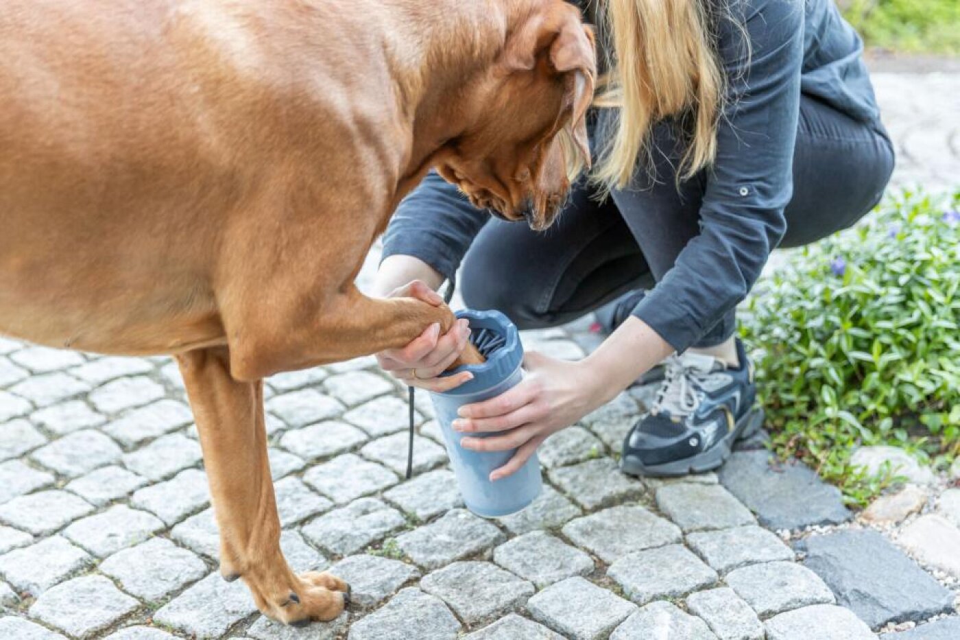 Trixie - hund - Trixie Paw cleaner, silicone 